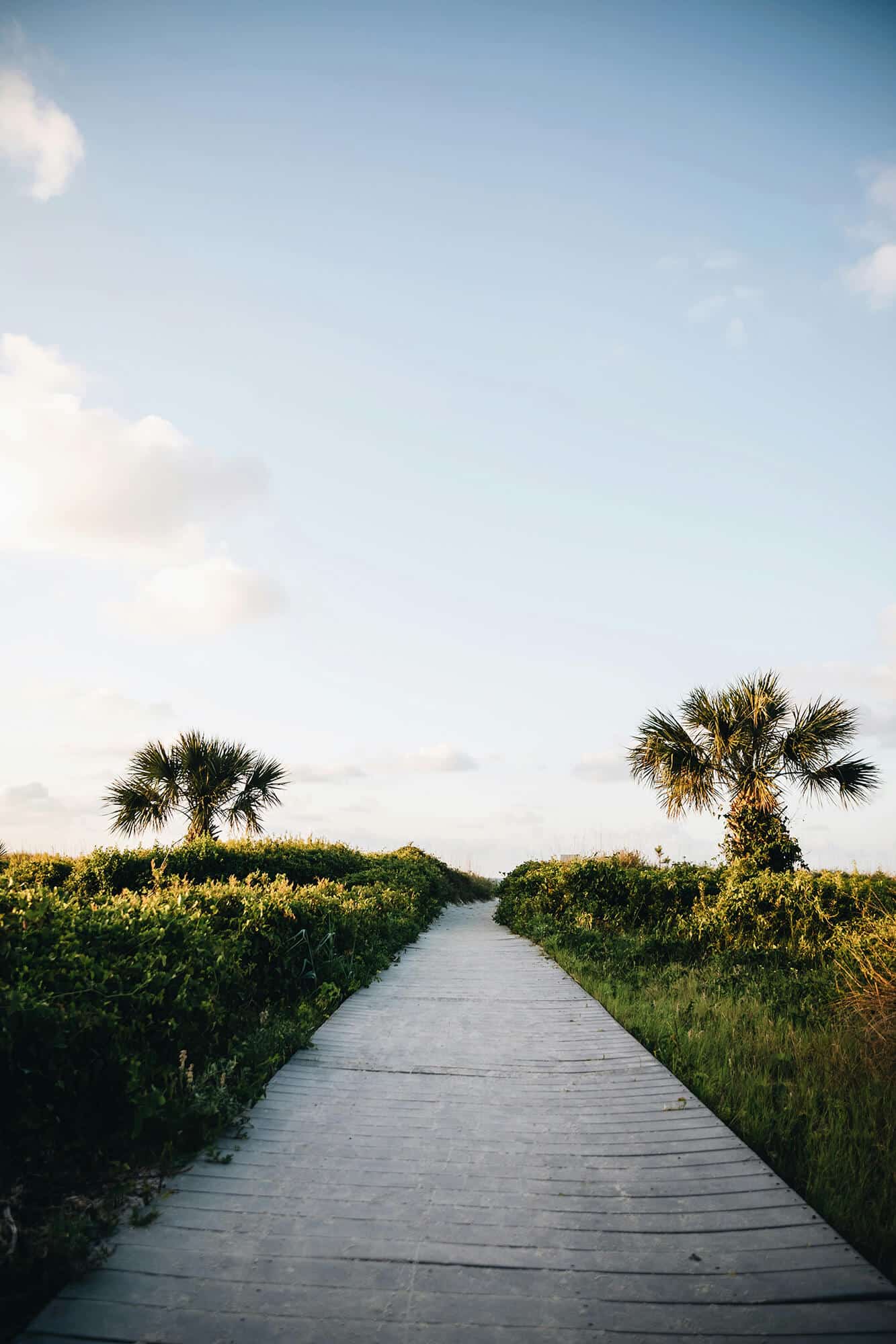 a path planked by small palm trees headed toward the beach depicting the vibrant lifestyle at Flora apartments in summerville sc - mitchell hartley FlnIZovbQjo unsplash